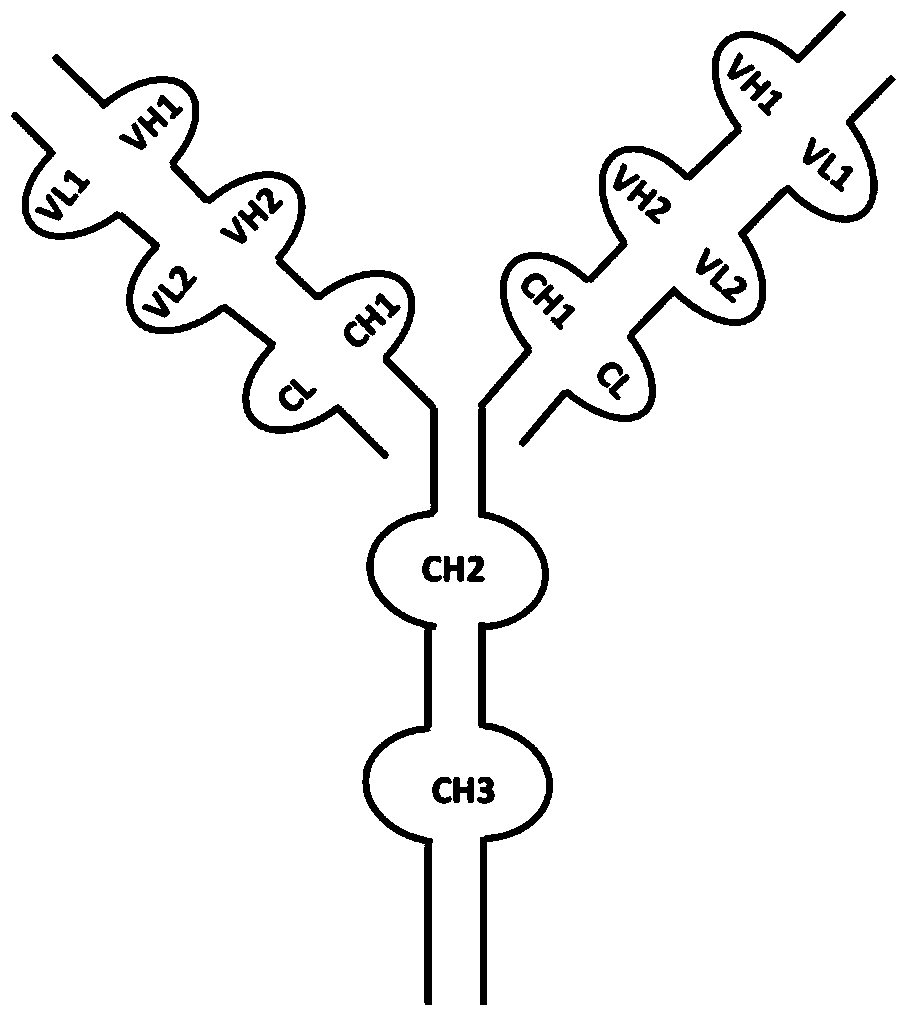 Recombinant anti-hgf/dll4 bispecific antibody, its preparation method and application