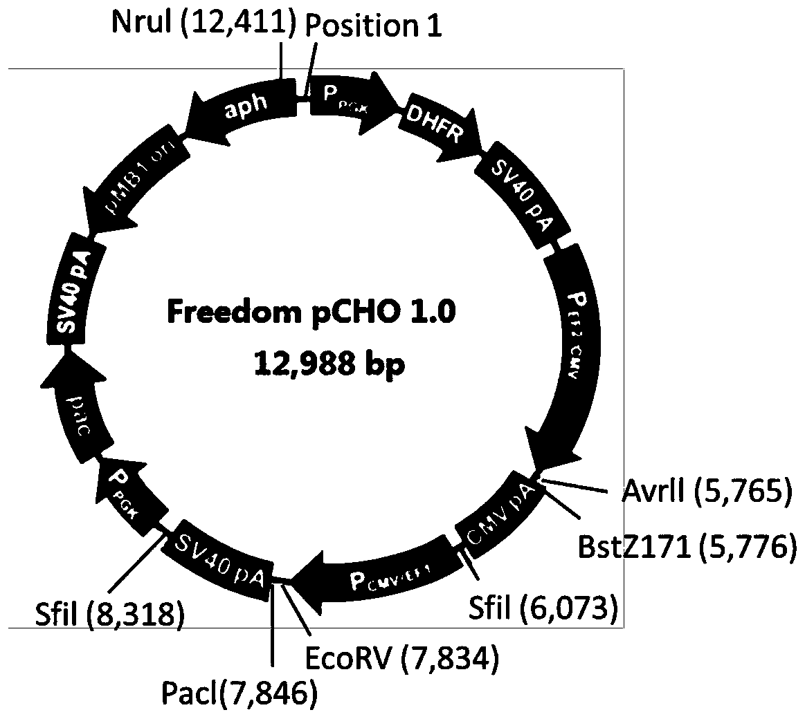 Recombinant anti-hgf/dll4 bispecific antibody, its preparation method and application