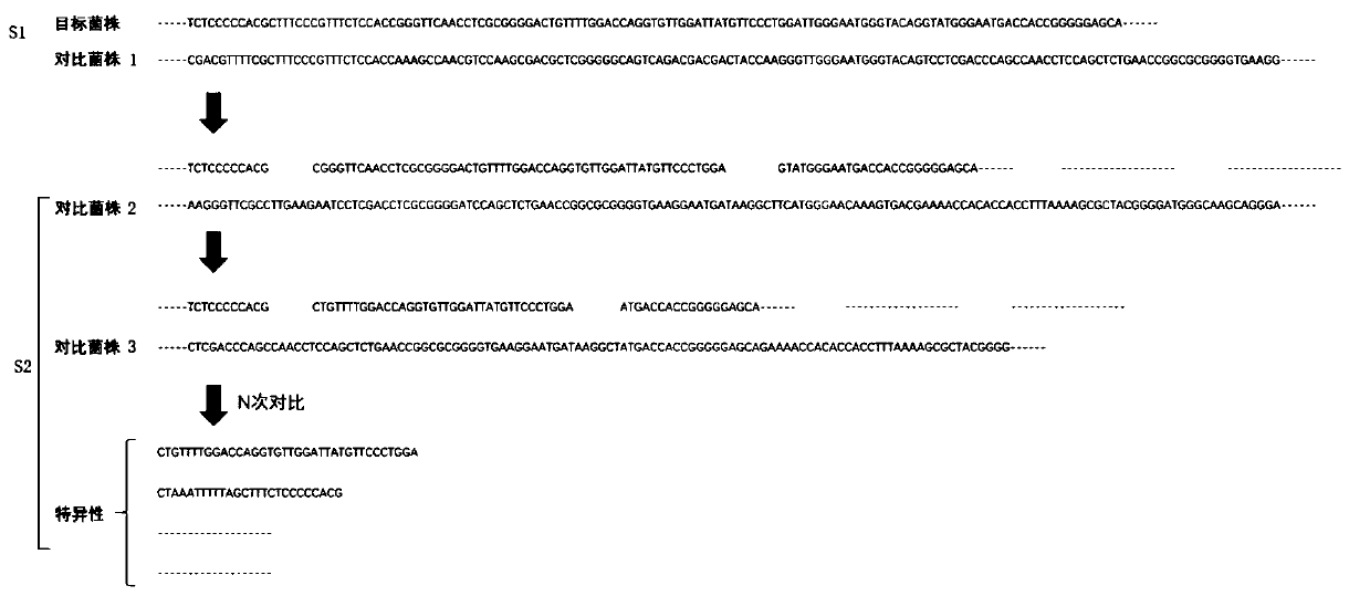 Method and device for obtaining species-specific consensus sequences of microorganisms and application