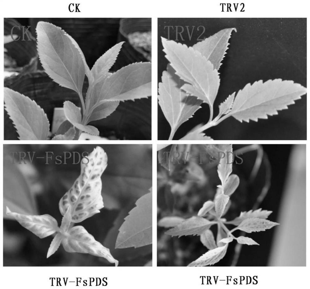 A method for virus-induced gene silencing mediated by trv vector in forsythia leaves