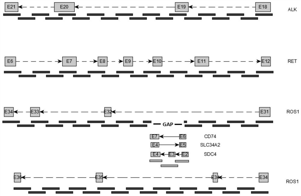 Tumor fusion gene targeted detection probe, kit and application