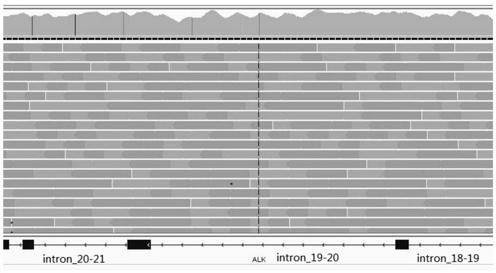 Tumor fusion gene targeted detection probe, kit and application