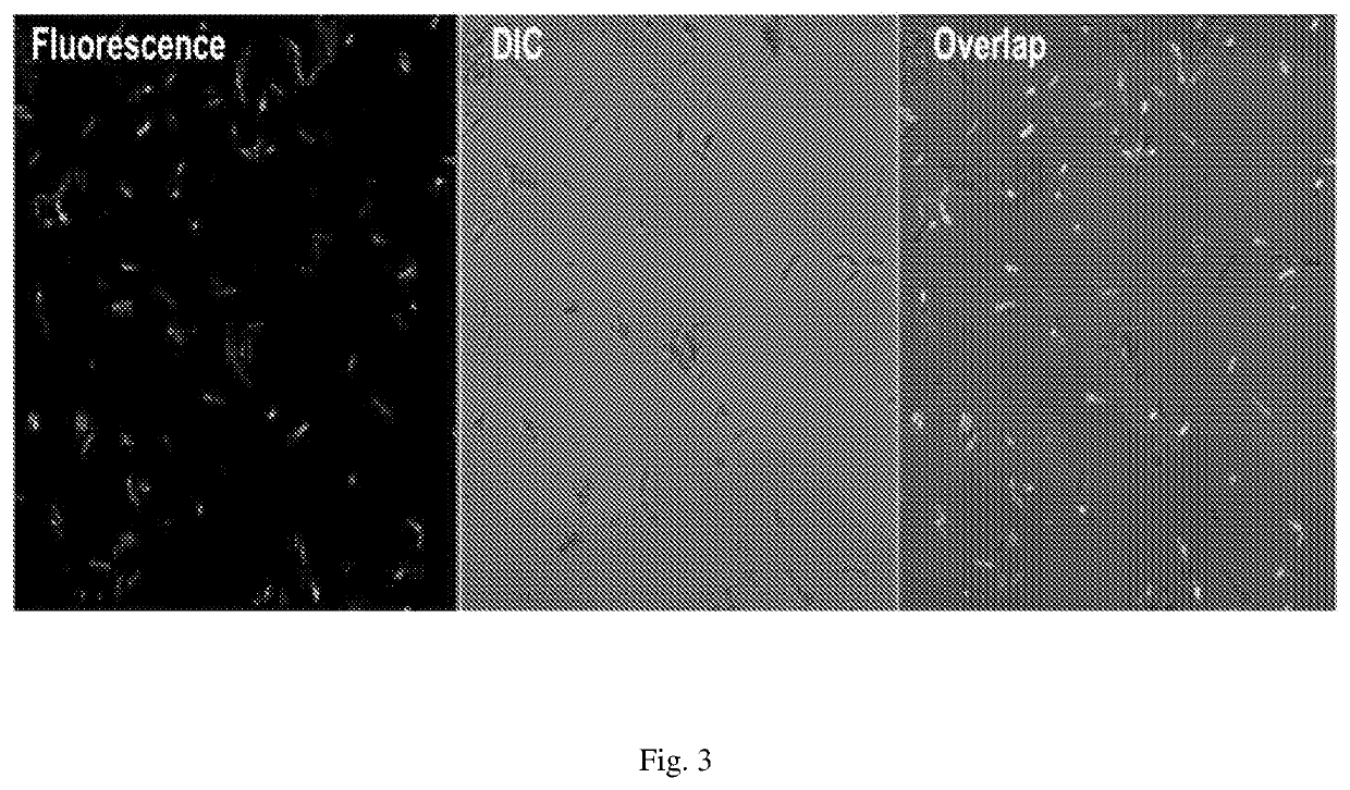 Antimicrobial peptide and its use thereof