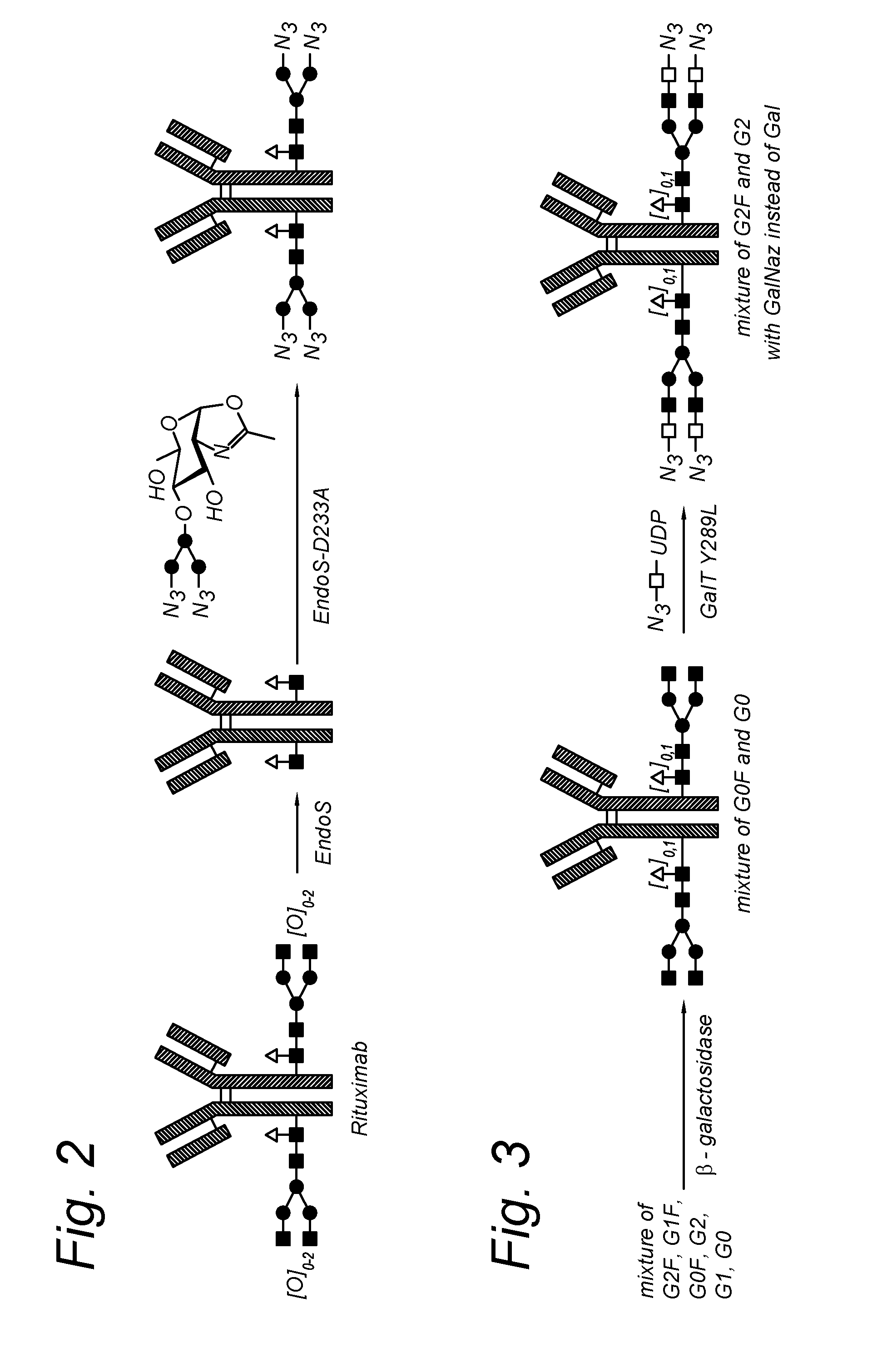 Modified antibody, antibody-conjugate and process for the preparation thereof