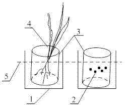 Vegetation recovery method for water front hard protection slope