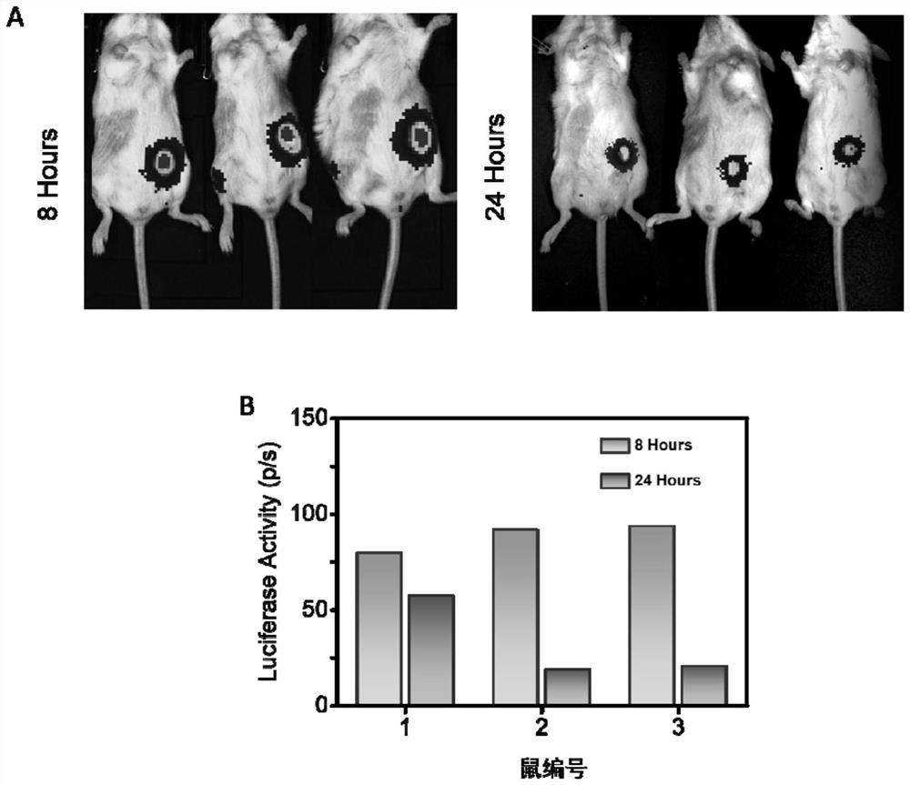 A kind of silica nanometer gene delivery system and its preparation method and application