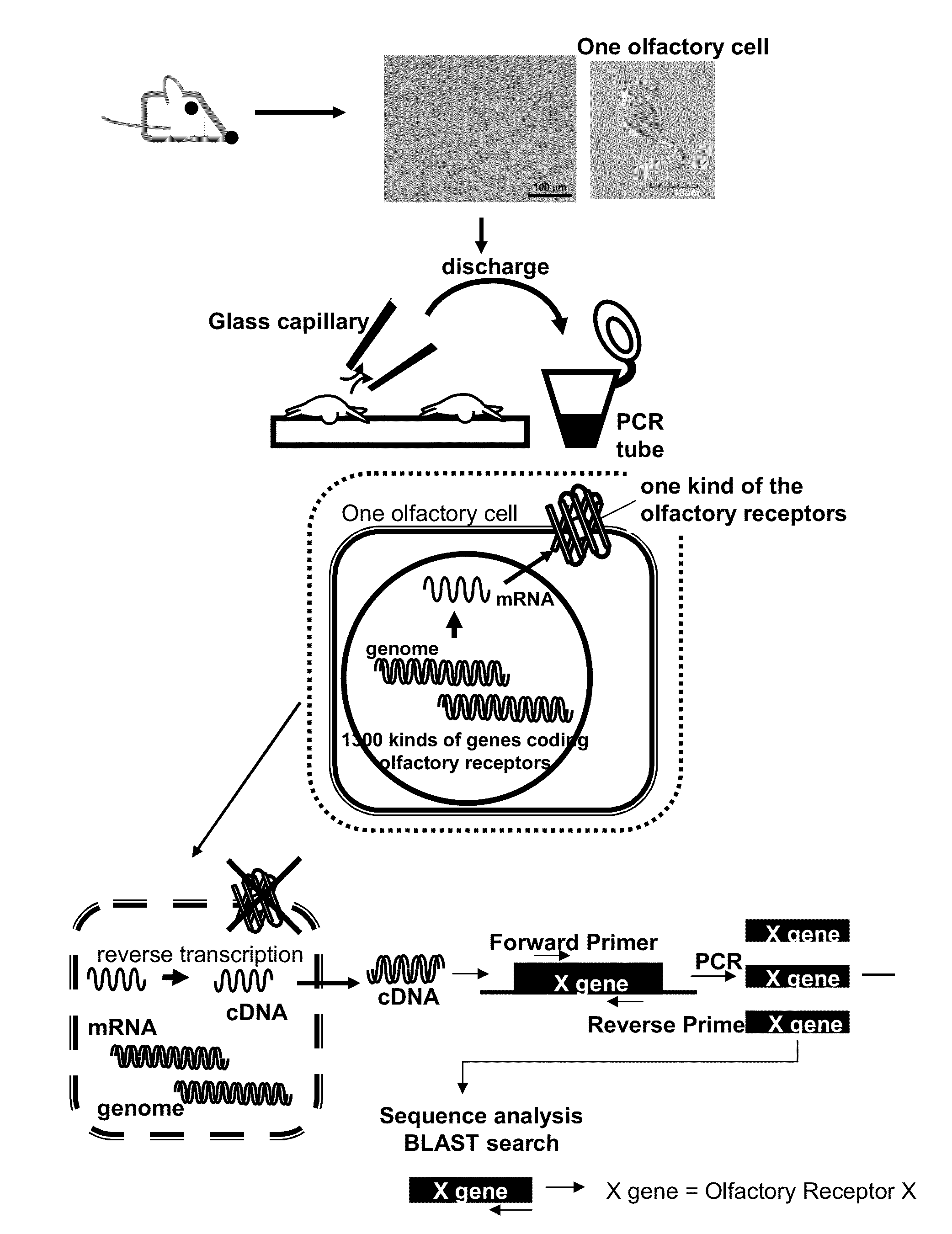 Method for identifying olfactory receptor included in one olfactory cell