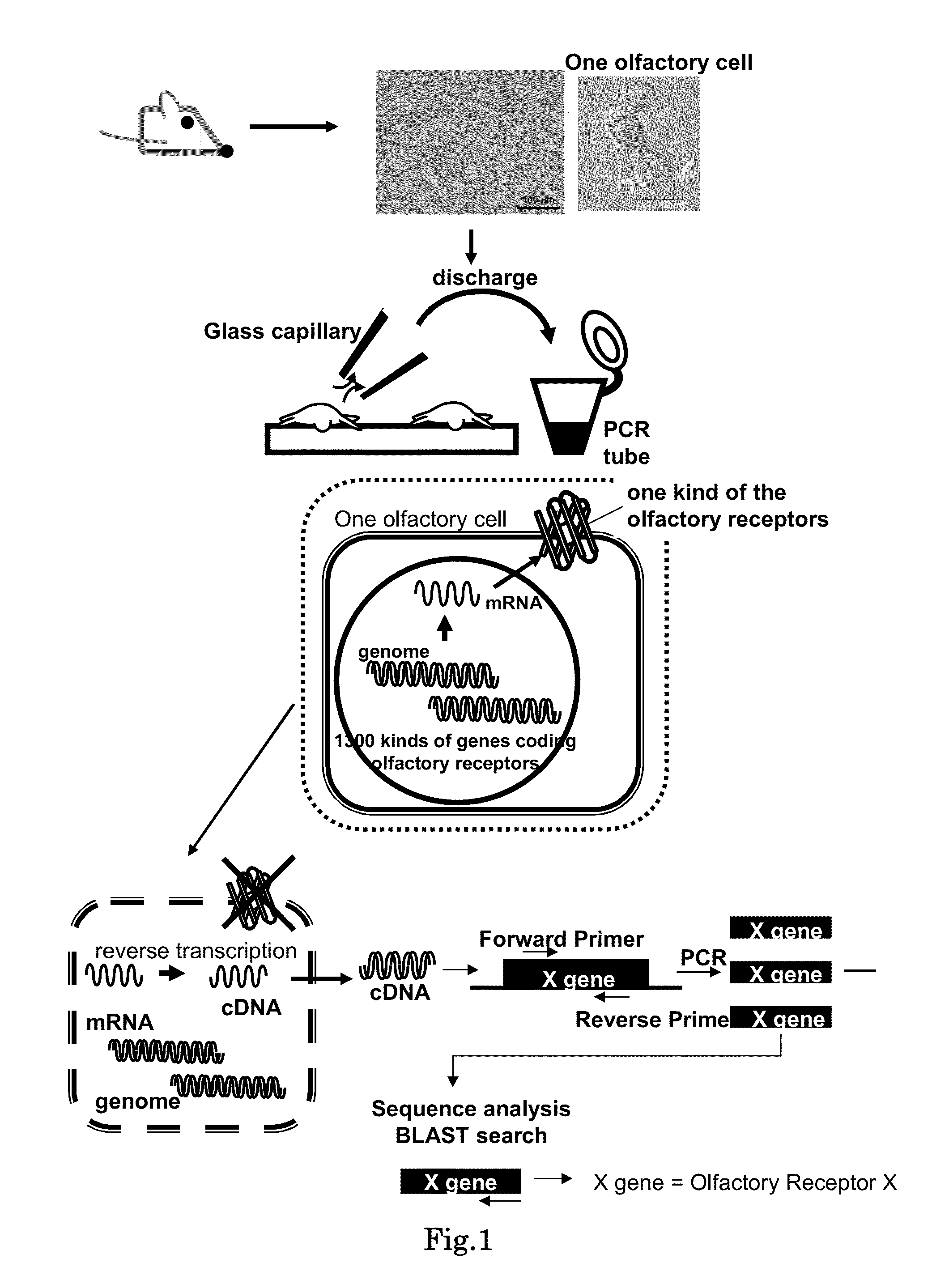 Method for identifying olfactory receptor included in one olfactory cell