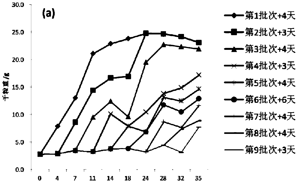 Method for determining rice grain filling dynamics