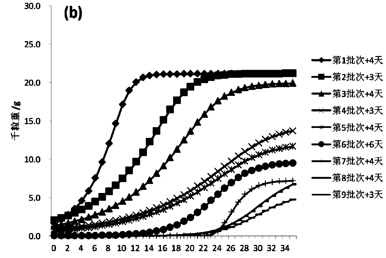 Method for determining rice grain filling dynamics