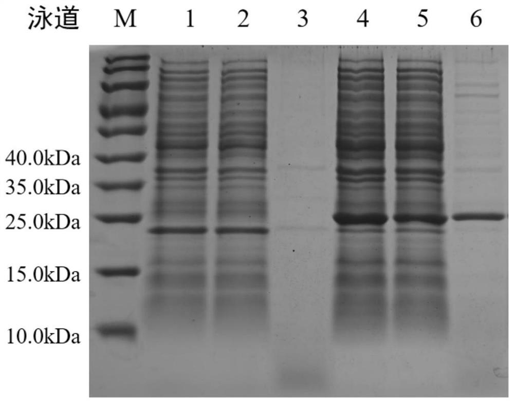 A compound microecological preparation and its application in improving intestinal short-chain fatty acids