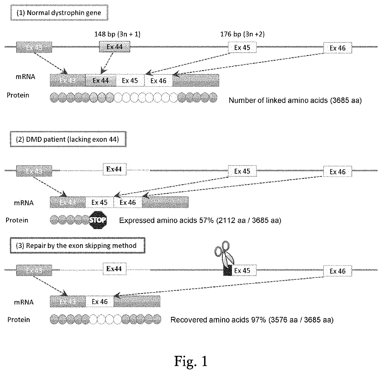 Method for inducing exon skipping by genome editing