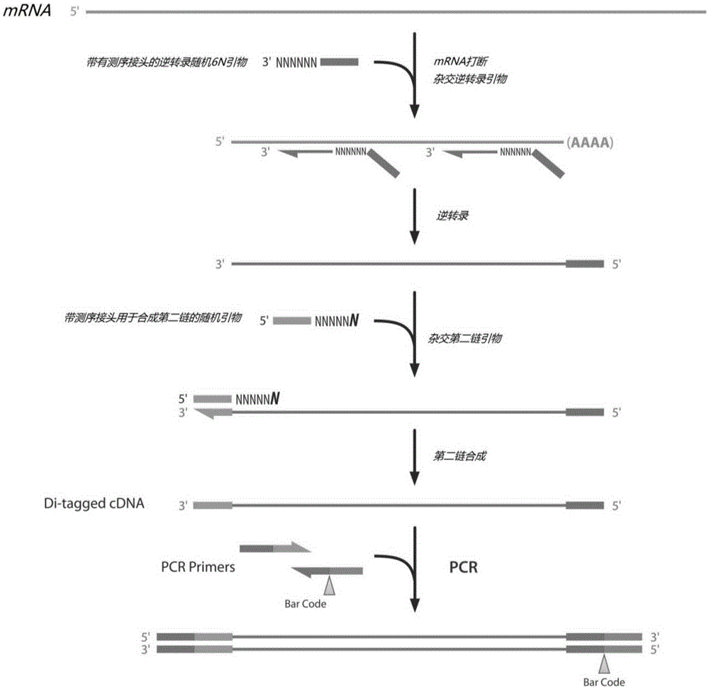 Method for constructing strand-specific transcriptome library