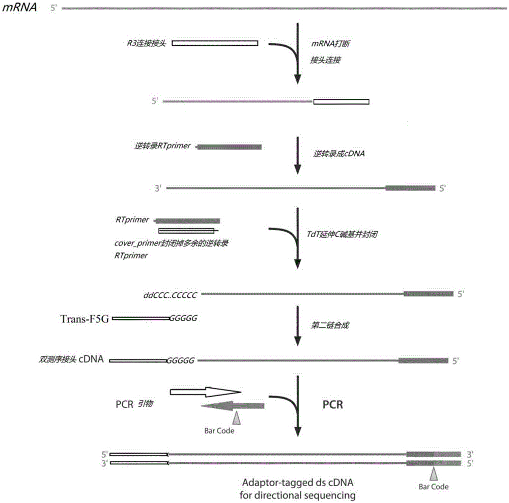 Method for constructing strand-specific transcriptome library