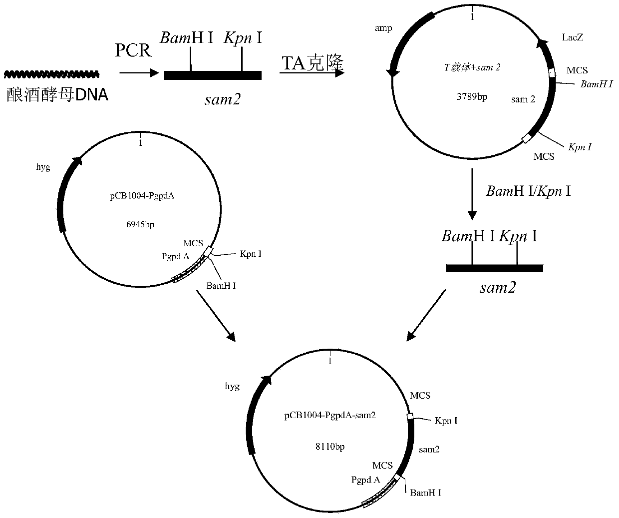 Biosynthesis method of ademetionine