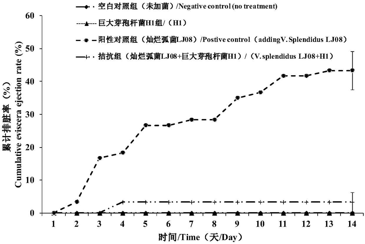 Microecological preparation and preparation method for preventing and treating rotting skin syndrome of sea cucumber