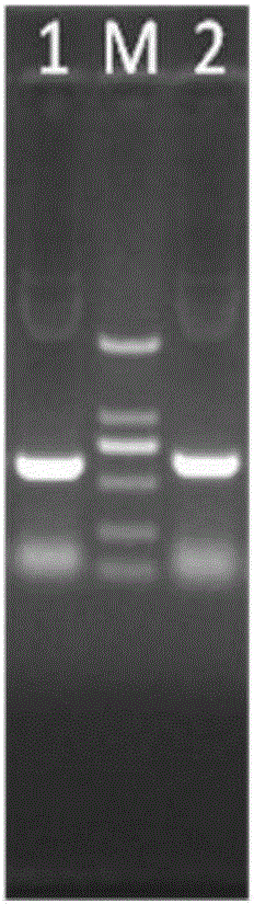 Tat PTD-Endostatin-RGD recombinant protein and preparation method and application thereof