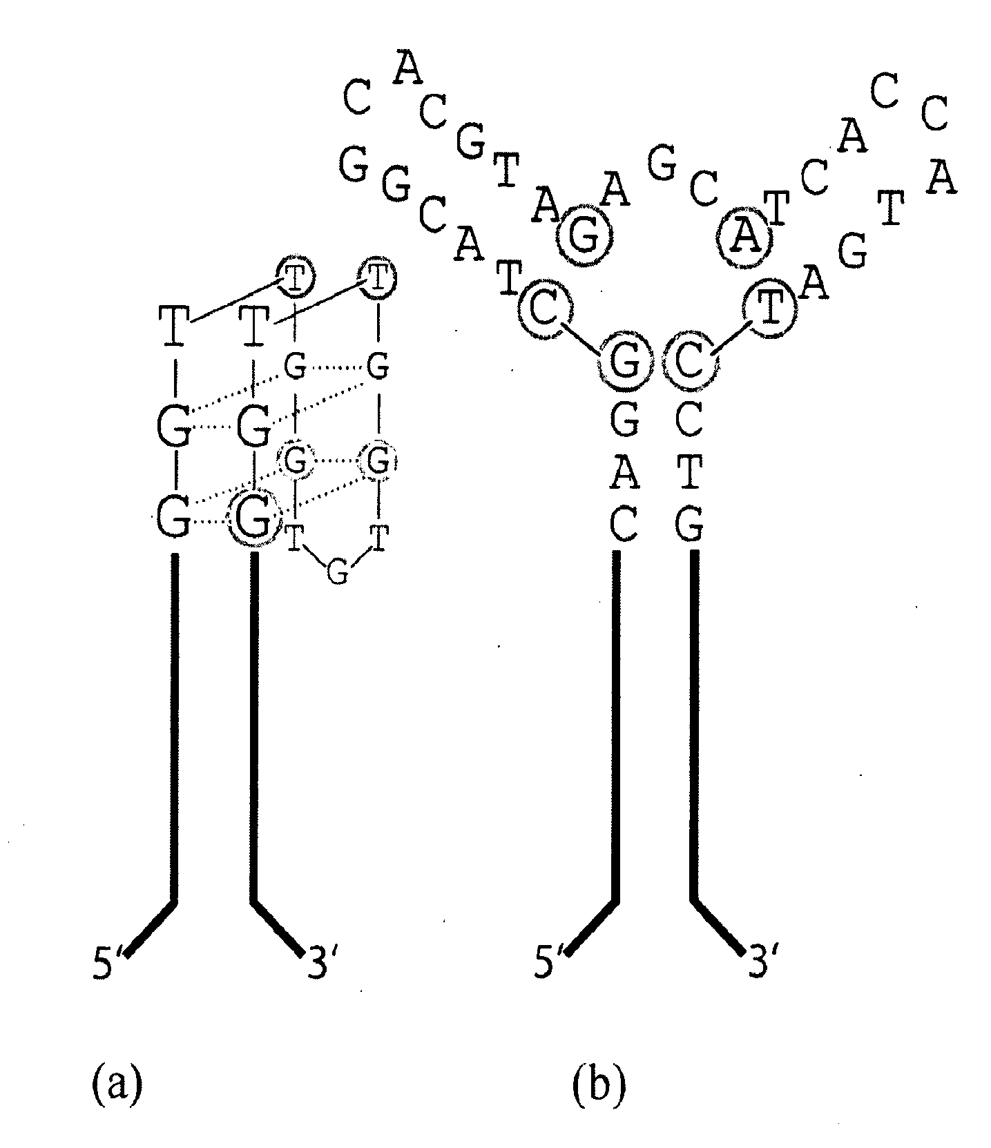Direct selection of structurally defined aptamers
