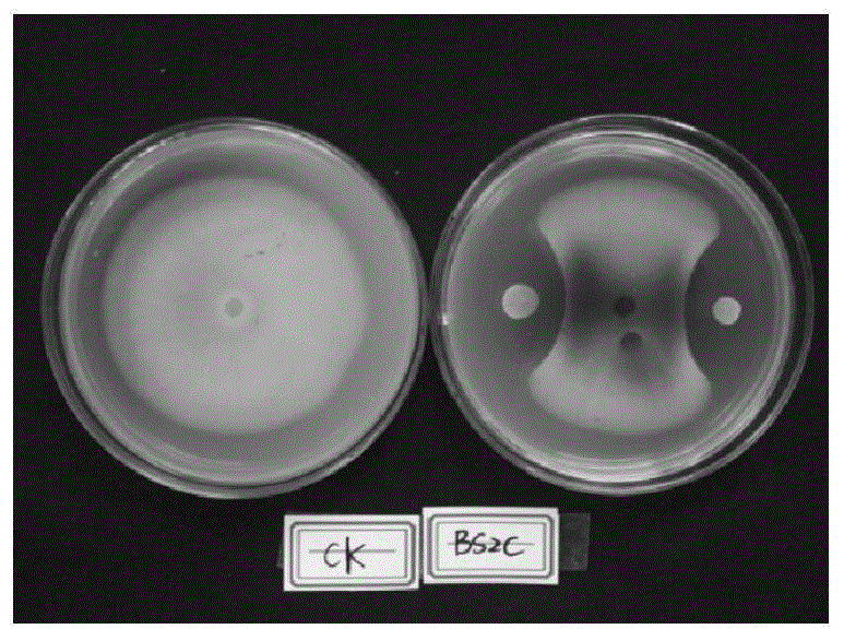 Bacillus subtilis Baisha2C for restraining plant pathogenic fungi