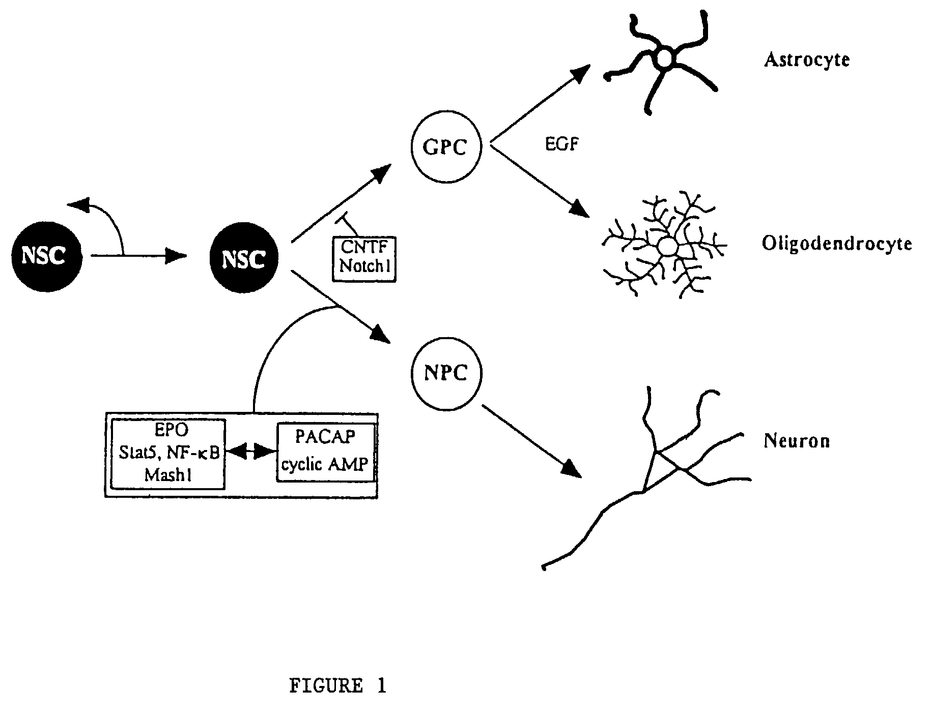 Combined regulation of neural cell production