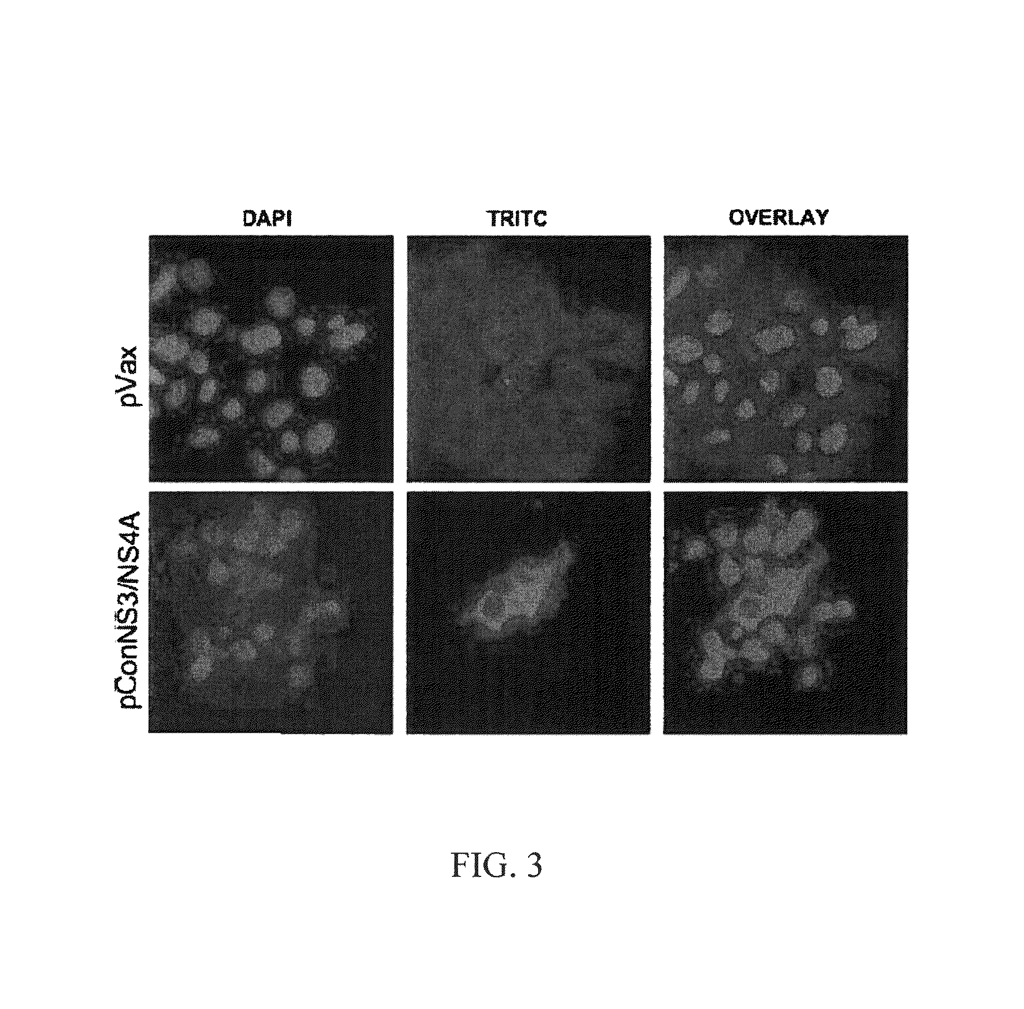 HCV vaccines and methods for using the same