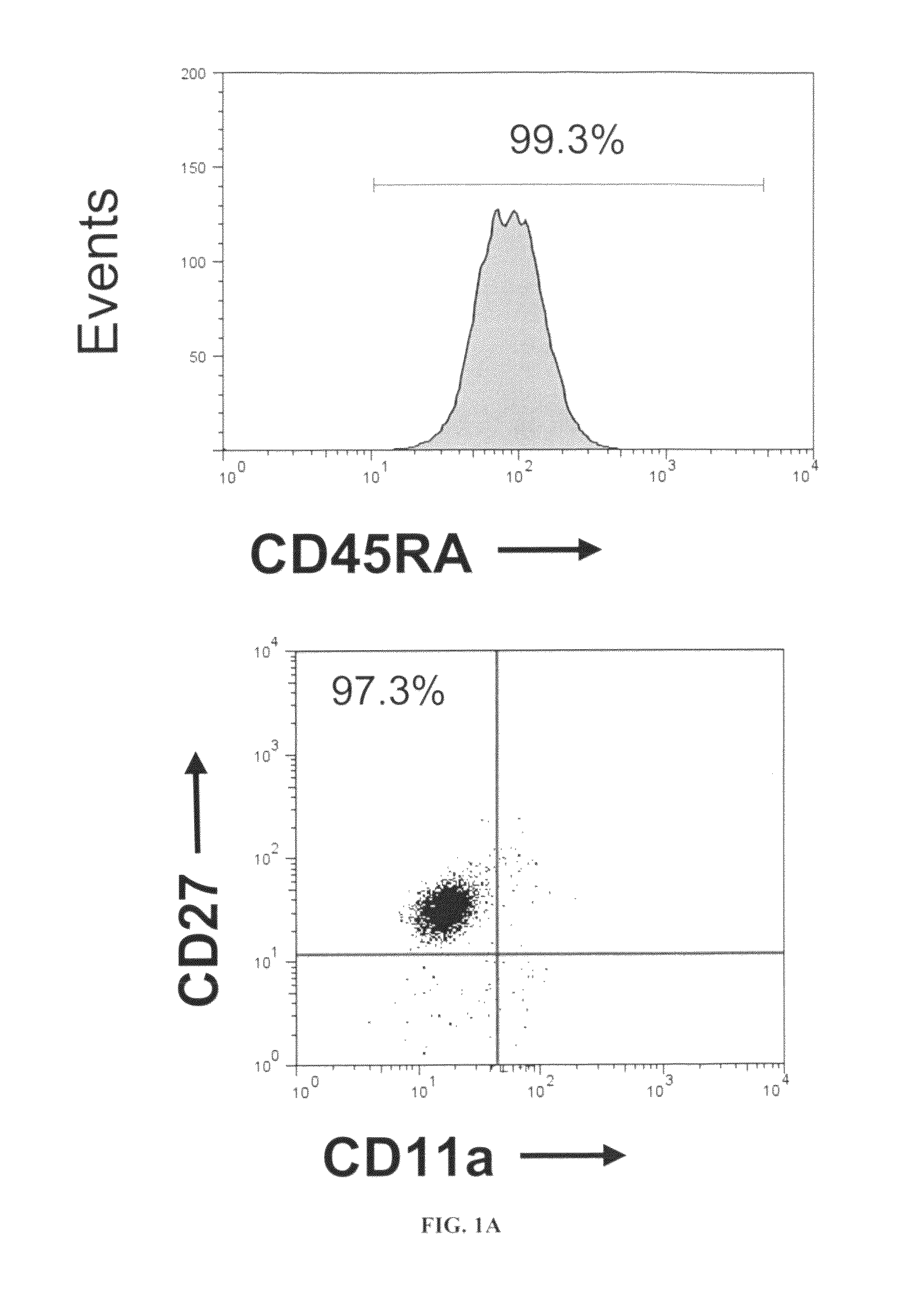 Preparation of regulatory T cells using ICAM-1 co-stimulation