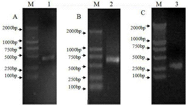 Sequence of the glo/pi MADS-box gene and its coded amino acid sequence