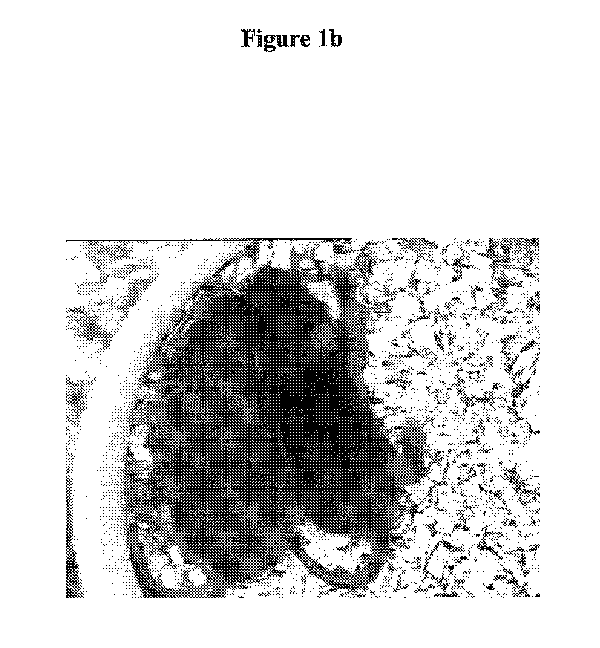 Methods for determining effects of maternal treatments on offspring