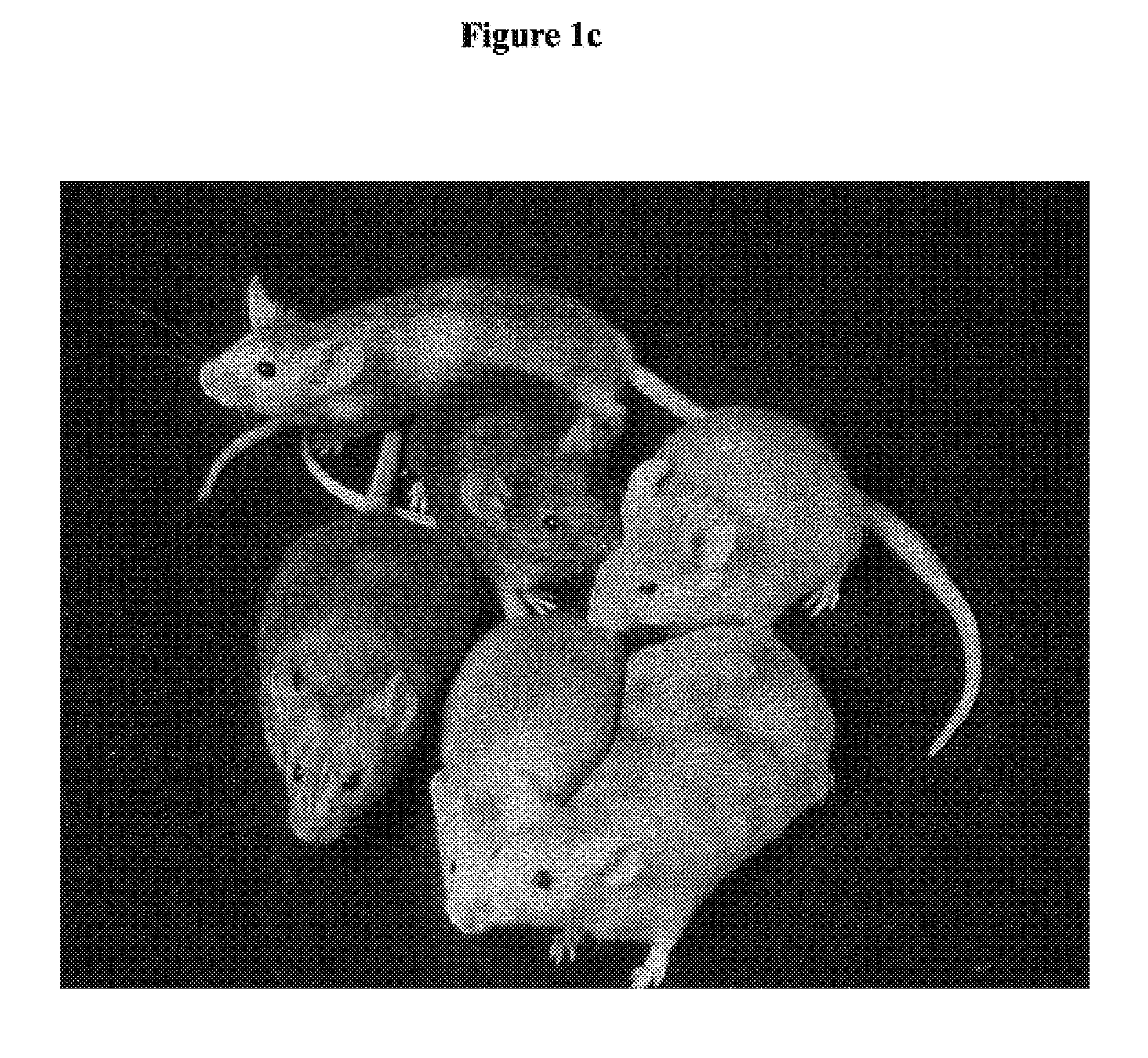 Methods for determining effects of maternal treatments on offspring