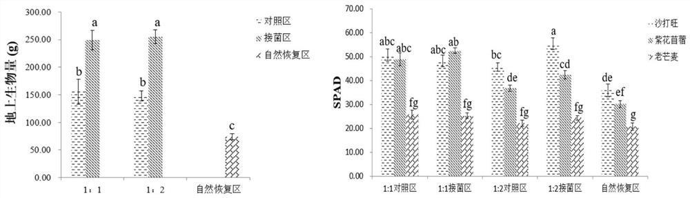 Microorganism-plant combined remediation method suitable for open pit coal mine waste dump