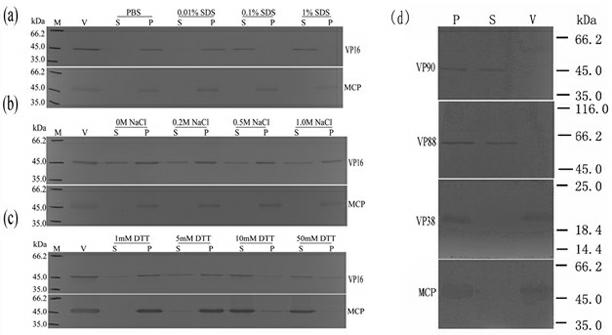 Extraction method for envelope protein of grouper iridovirus