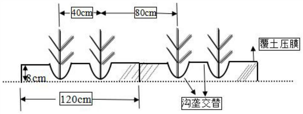Method for cultivating chyme crops