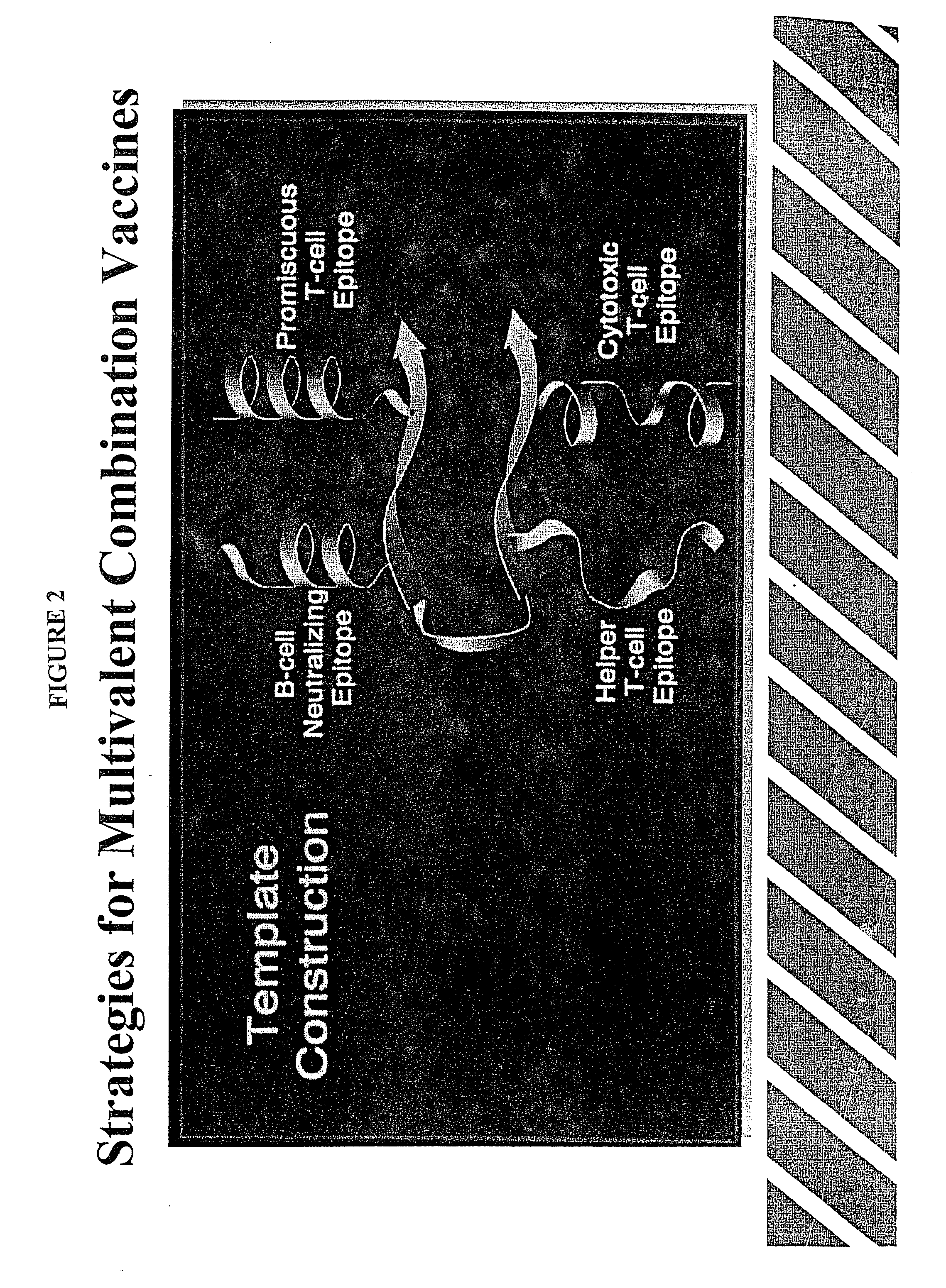 Polypeptides and Polynucleotides for Enhancing Immune Reactivity to HER-2 Protein