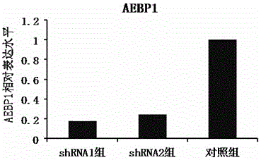 shRNA molecule capable of inhibiting expression of human AEBP1 gene