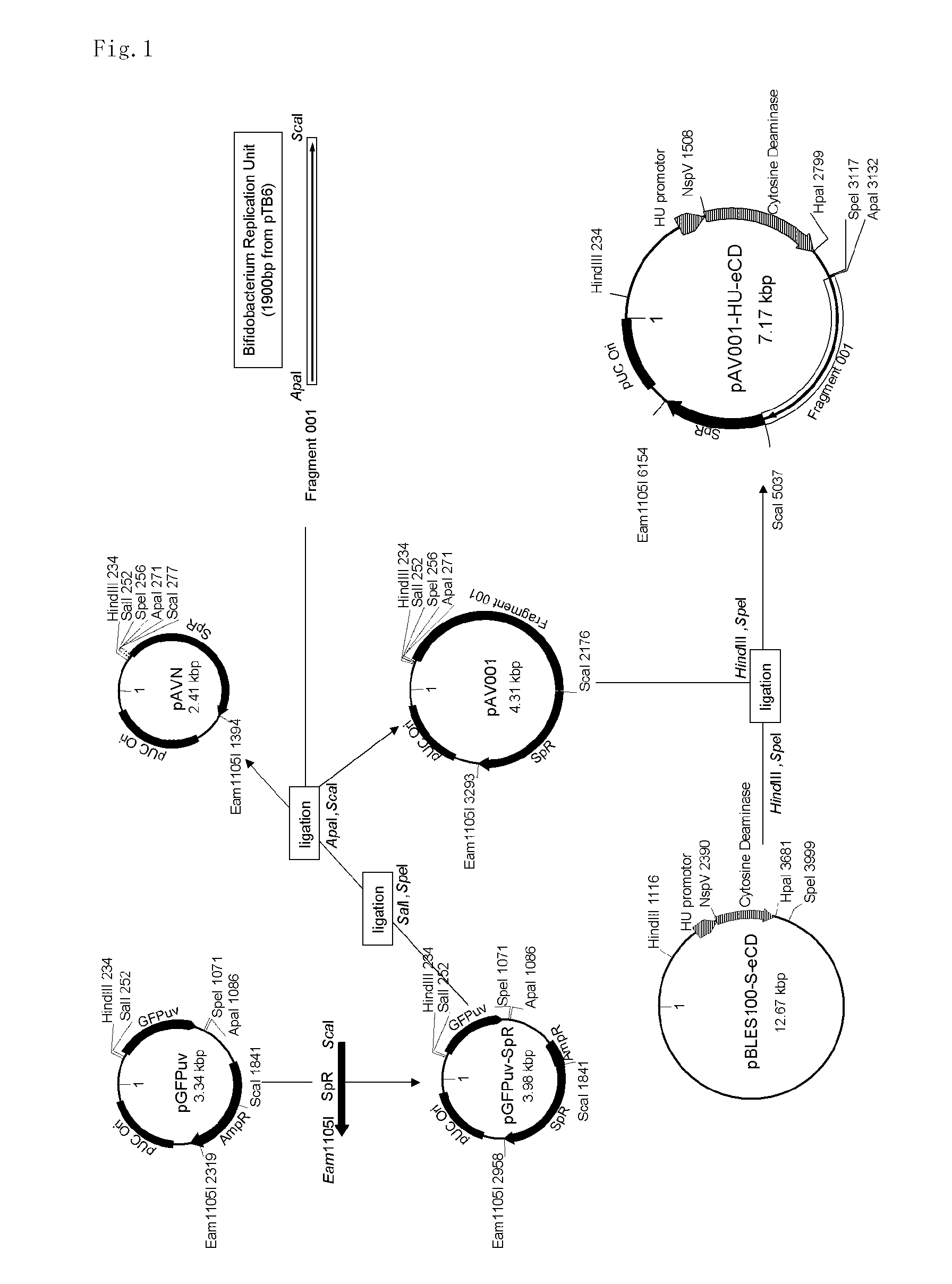 5-fluorouracil-resistant bacteria and method for production thereof