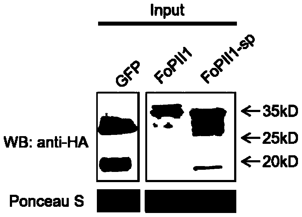 Plant immune activator protein FoPII1 secreted by fusarium oxysporum and its application