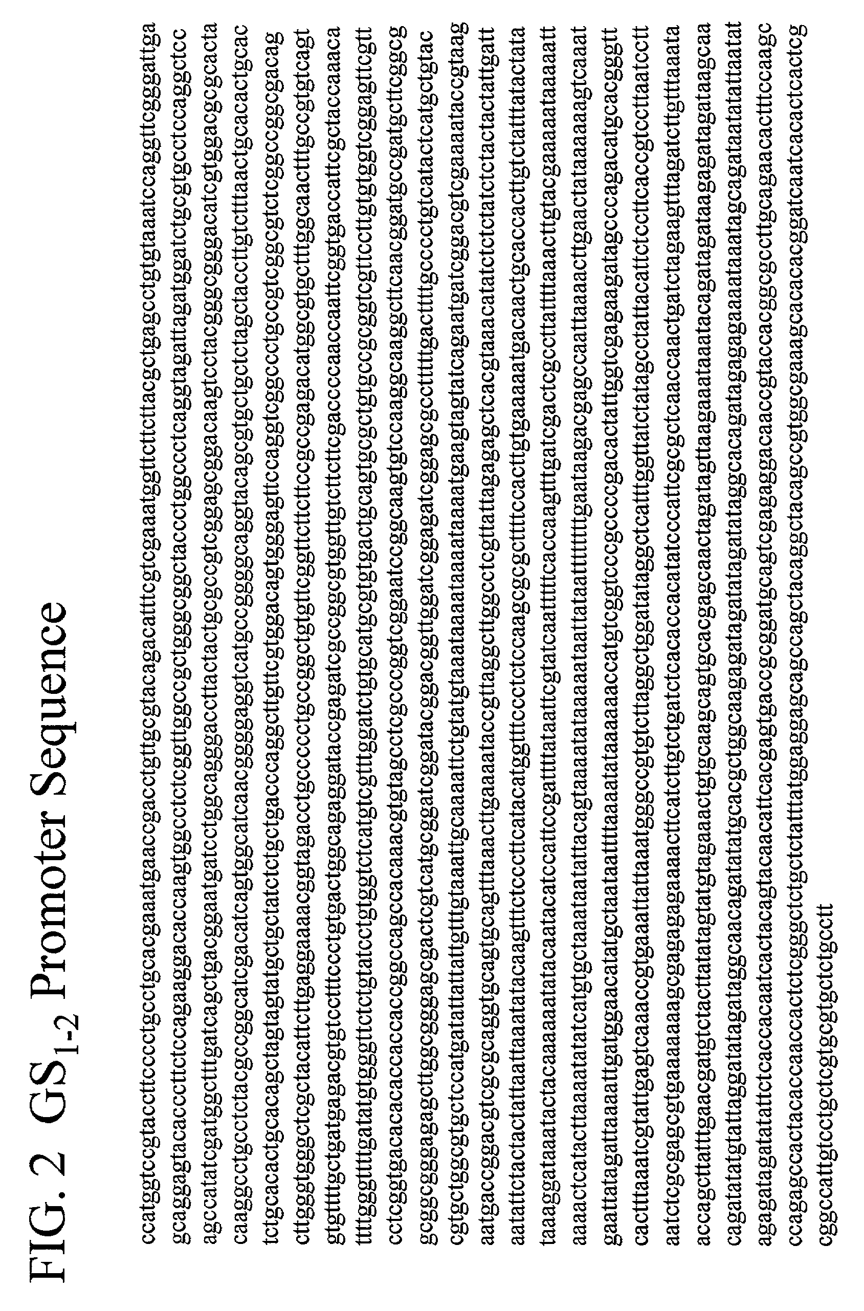 Maize cytoplasmic glutamine synthetase promoter compositions and methods for use thereof