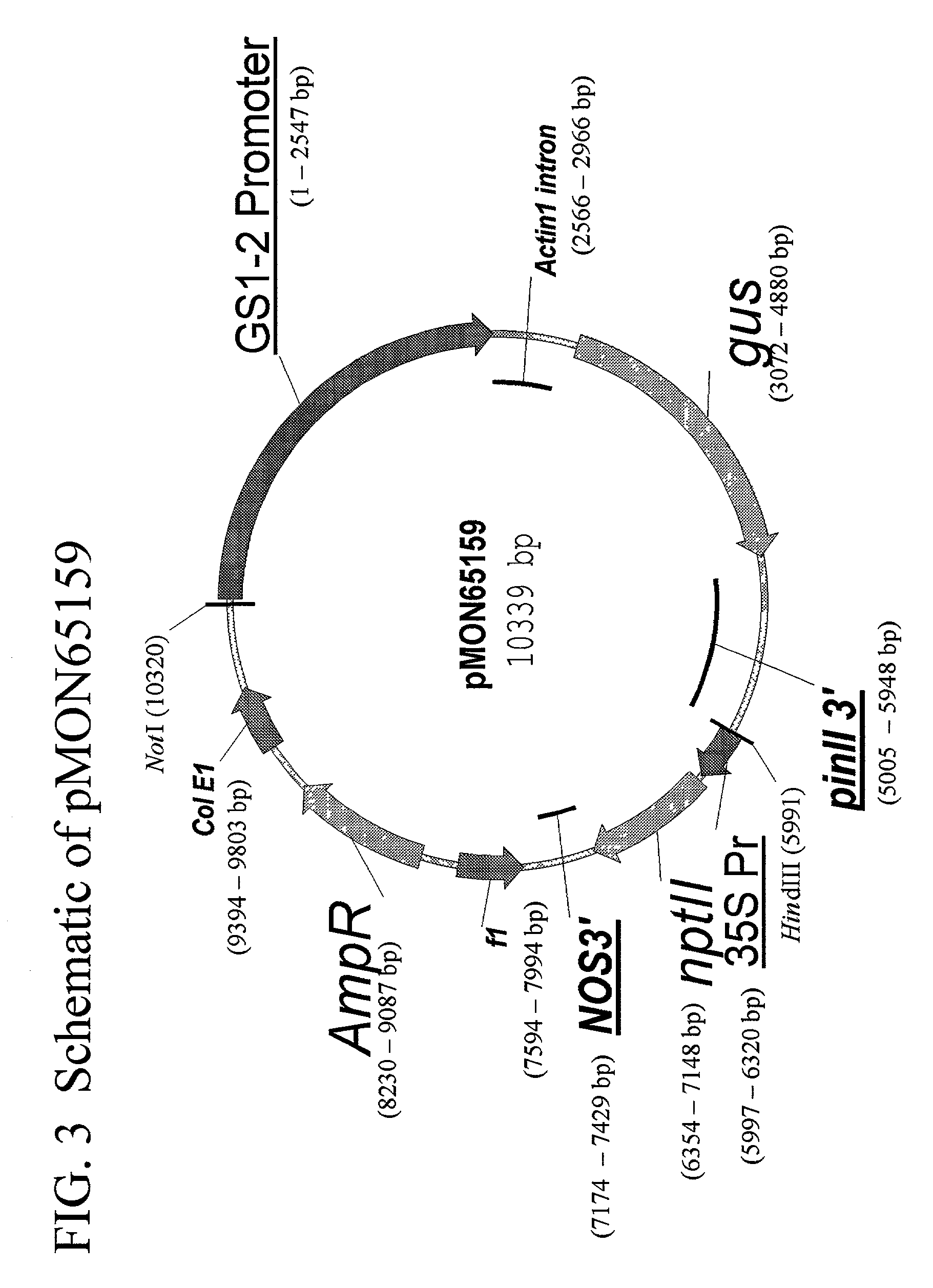Maize cytoplasmic glutamine synthetase promoter compositions and methods for use thereof