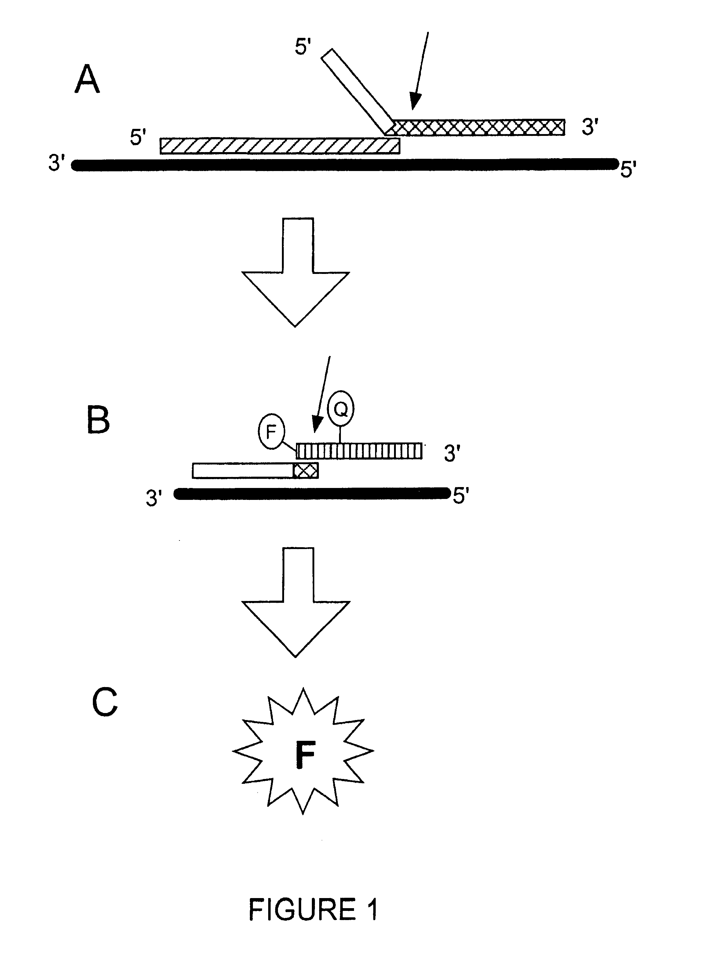 Detection of RNA Sequences