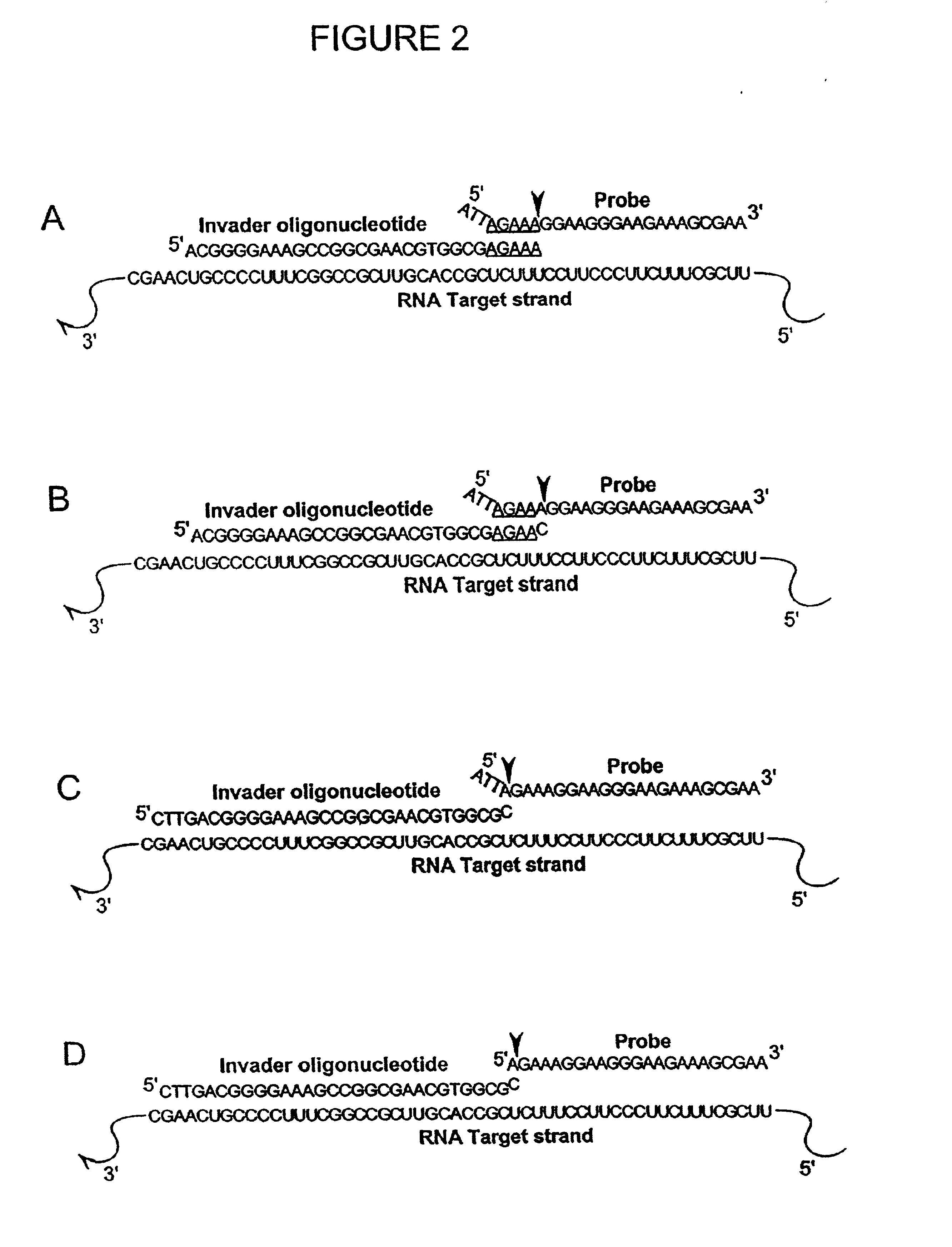 Detection of RNA Sequences