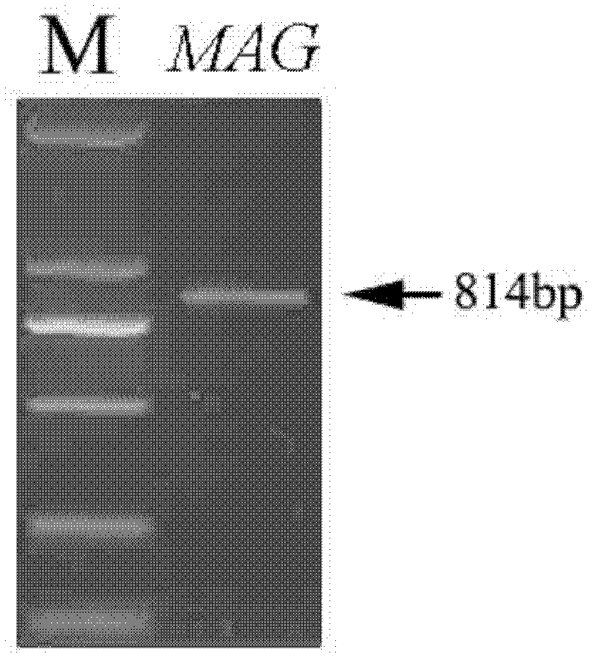 Plant resistance related protein MAG, and coding gene and application thereof