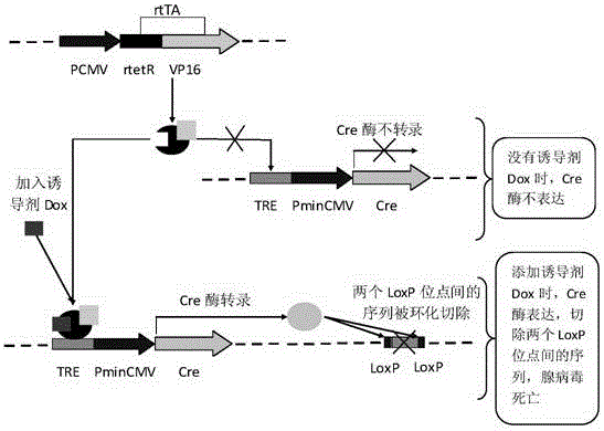 A self-clearing adenovirus vector and its preparation method