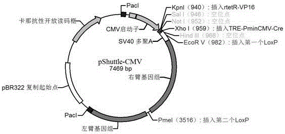 A self-clearing adenovirus vector and its preparation method