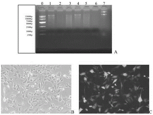 A self-clearing adenovirus vector and its preparation method