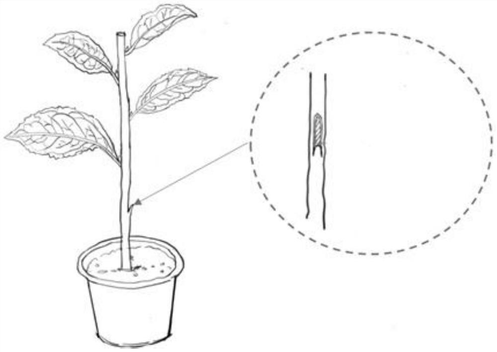 Tea tree grafting seedling raising method and application thereof