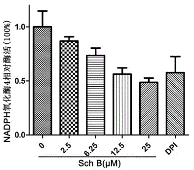 Application of schisandrin b in preparing NADPH oxidase inhibitor