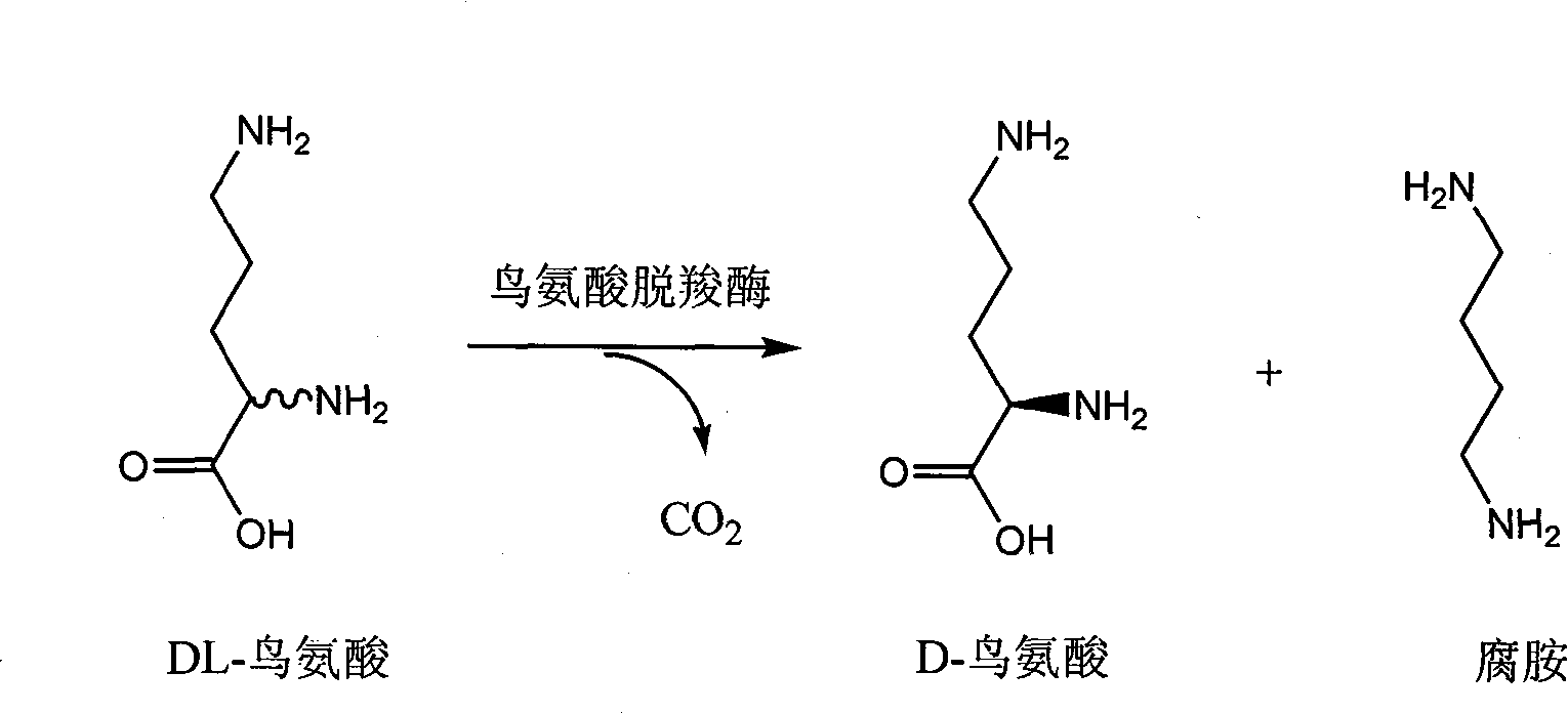 Chiral method for preparing D-ornithine and putrescine or derivatives thereof