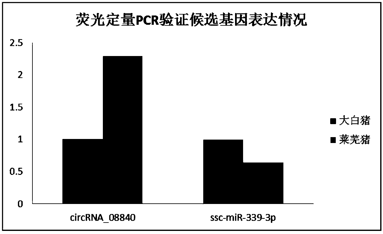 Novel circRNA related to intramuscular fat and application thereof