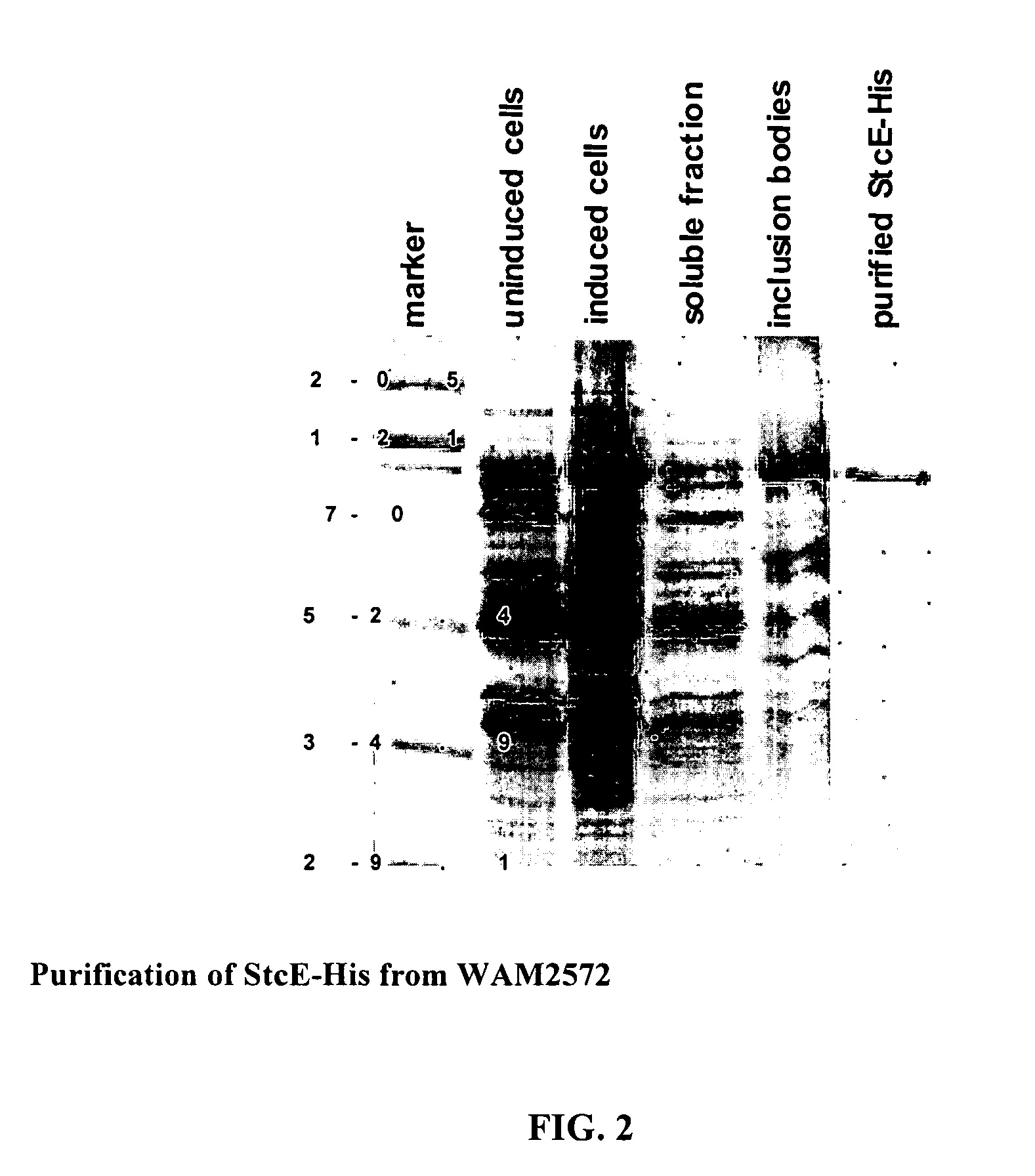Method of reducing complement - mediated disruption of cells