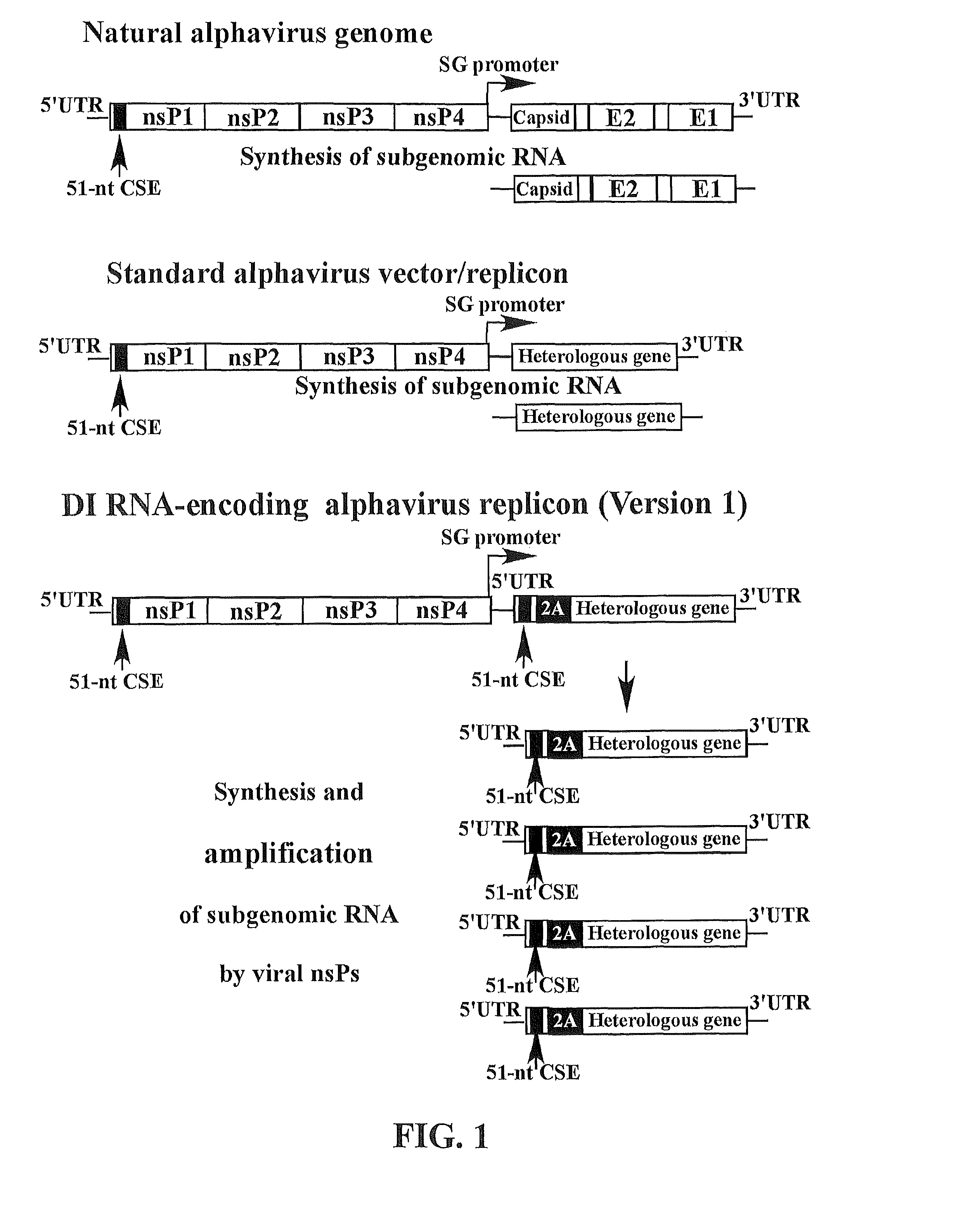 Methods and compositions for alphavirus replicons